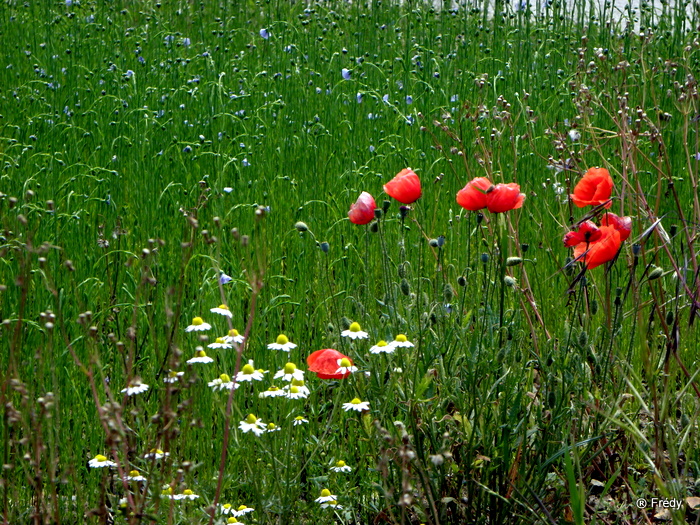 Semaine du 07 au 13 juin - Page 2 20100608_002