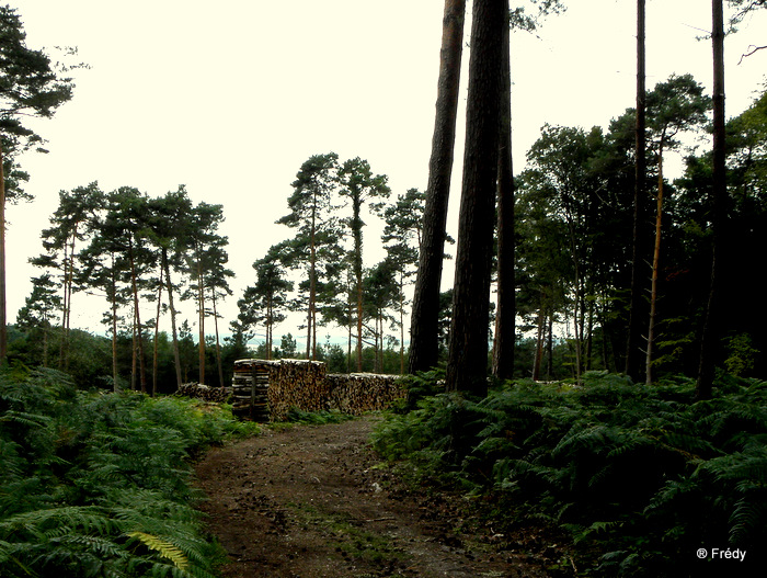 Le Rond de Cobourg, forêt de Bord/Louviers 20100809_002