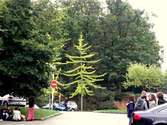 En forêt d'Evreux 20101004_002