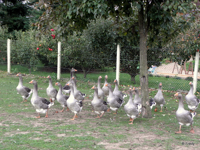 Cailly sur Eure 20101015_014