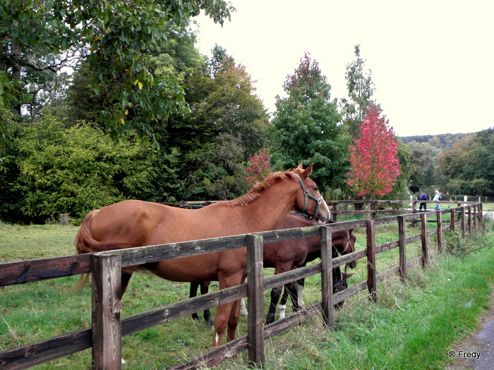 Cailly sur Eure 20101015_017