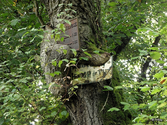 Forêt de Bord-Louviers, circuit de la Mare Saint-Lubin 20101016_008