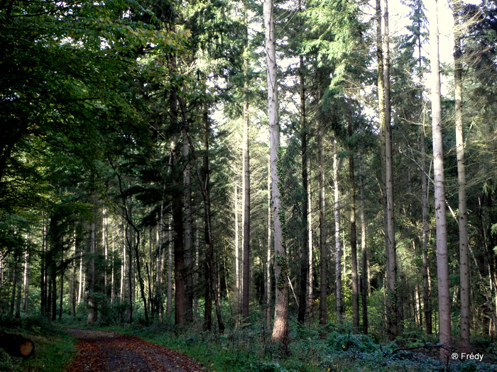 Forêt de Bord-Louviers, circuit de la Mare Saint-Lubin 20101016_010