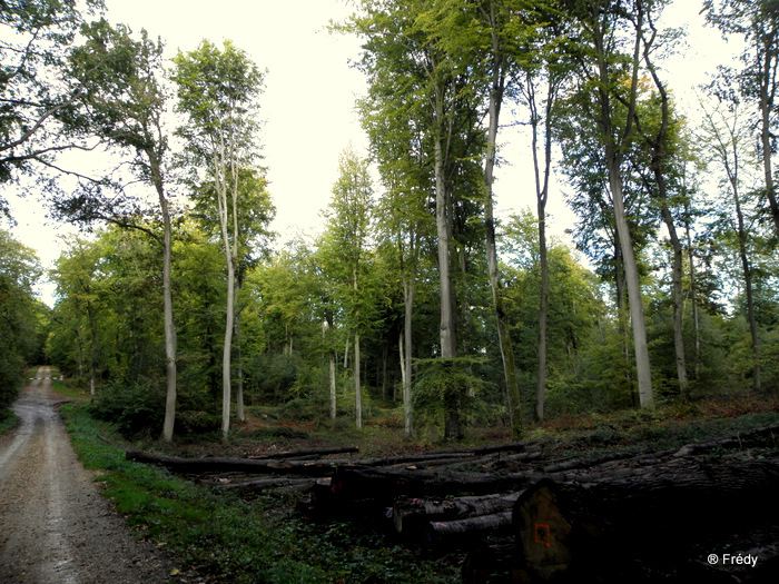 Forêt de Bord-Louviers, circuit de la Mare Saint-Lubin 20101016_017