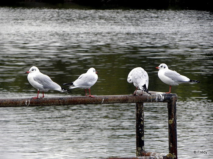 De Tournedos Sur Seine à Poses et retour 20101018_015