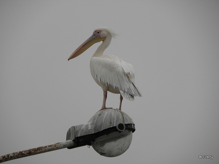 Poses, entre Eure et Seine, sans Iton-Rando 20101122_017