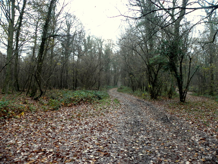 Les étangs d'Acquigny, sous la pluie 20101205_006