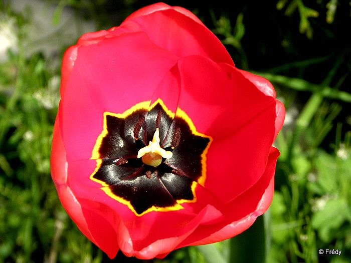 Dans mon jardin. 20110405_001