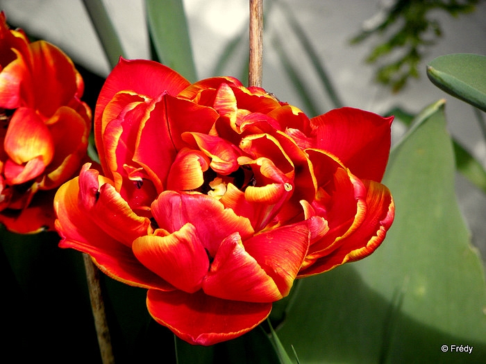 Dans mon jardin. 20110405_003