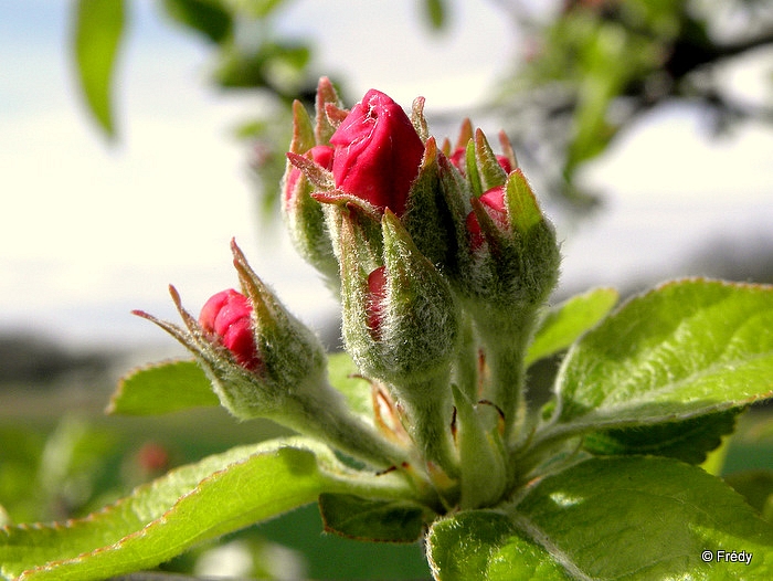 Dans mon jardin. 20110405_005