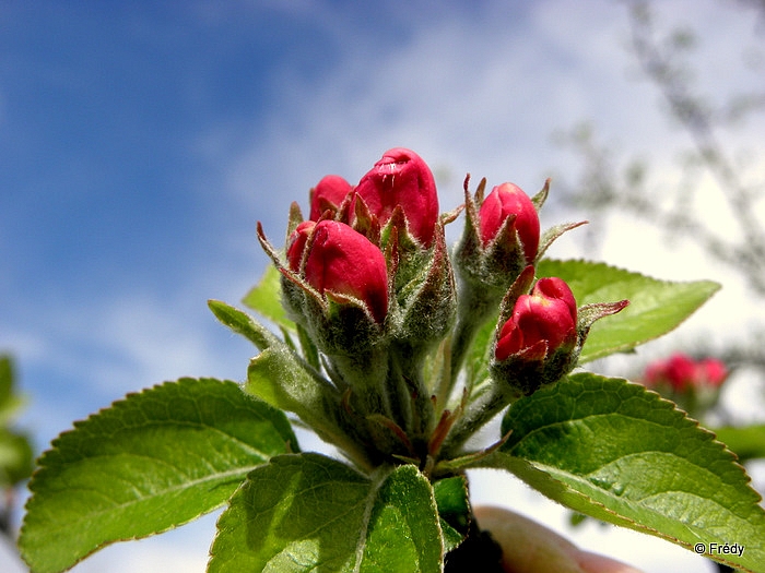 Dans mon jardin. 20110405_006