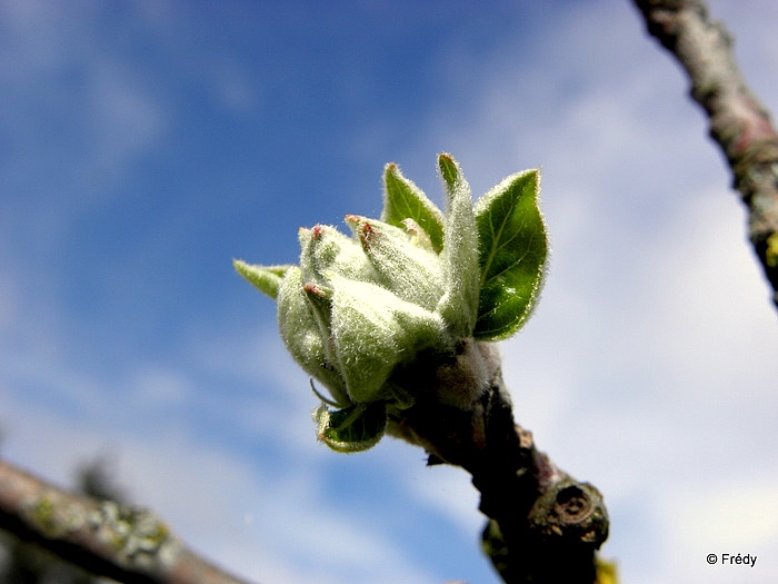 Dans mon jardin. 20110405_007