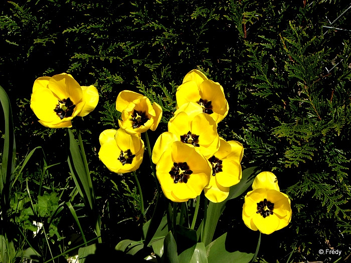 Autour de mon village 20110406_018