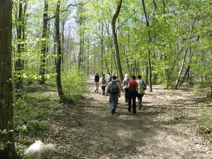 Circuit de Patoche en forêt d'Evreux 20110409_006