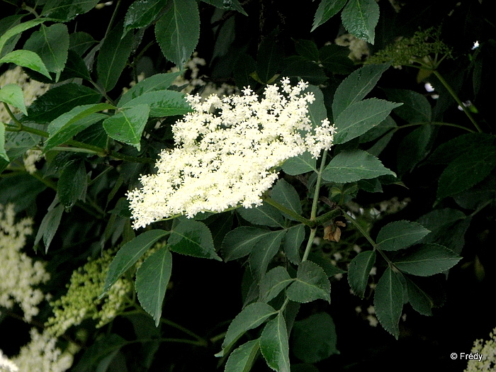 Les arbres de mon quartier 20130613_004