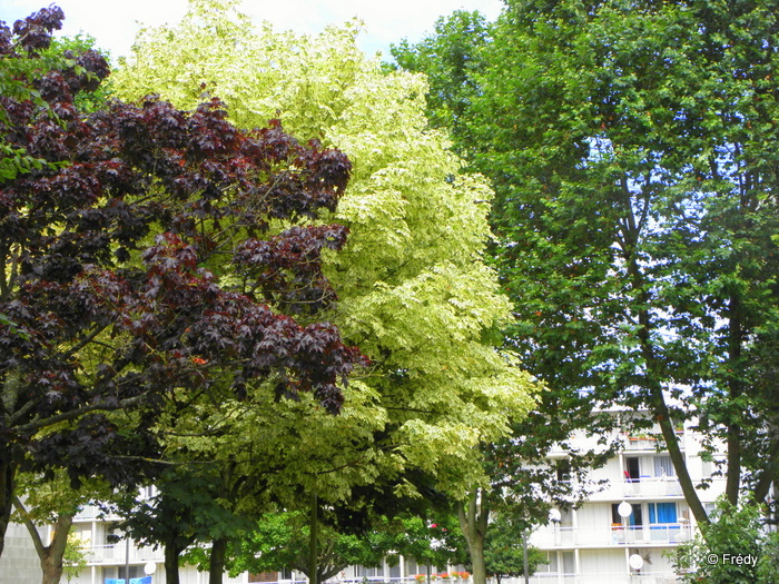 Les arbres de mon quartier 20130727_002