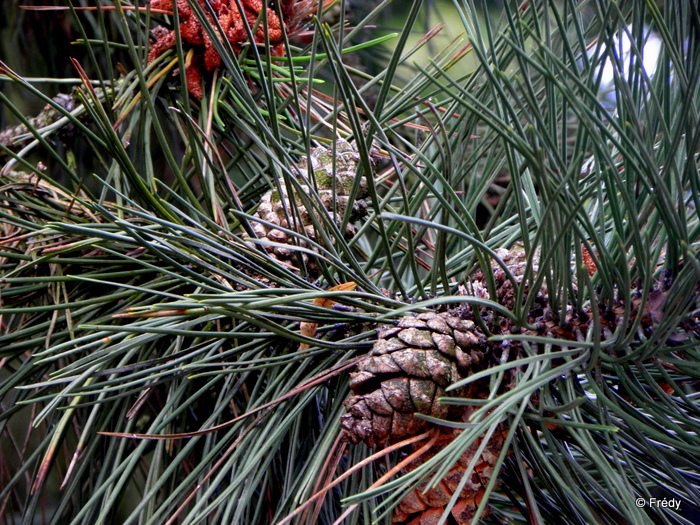 Les arbres de mon quartier 20130727_005