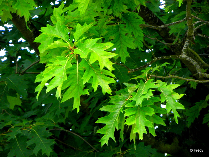 Les arbres de mon quartier 20130727_006