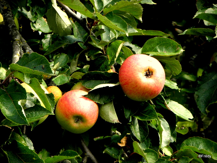 La Pierre Courcoulée 20130926_003