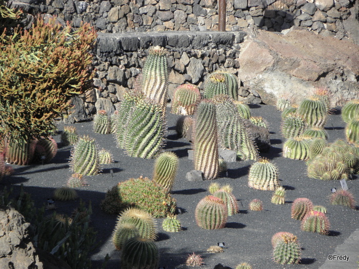 Canaries, île de Lanzarote, du 13 au 20 octobre 2013 20131016_042