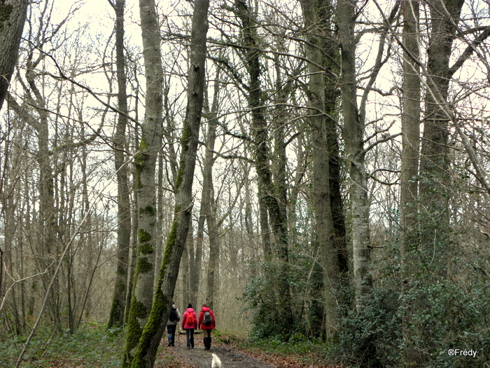 Beaumont le Roger, Manoir du Hom 20140109_007