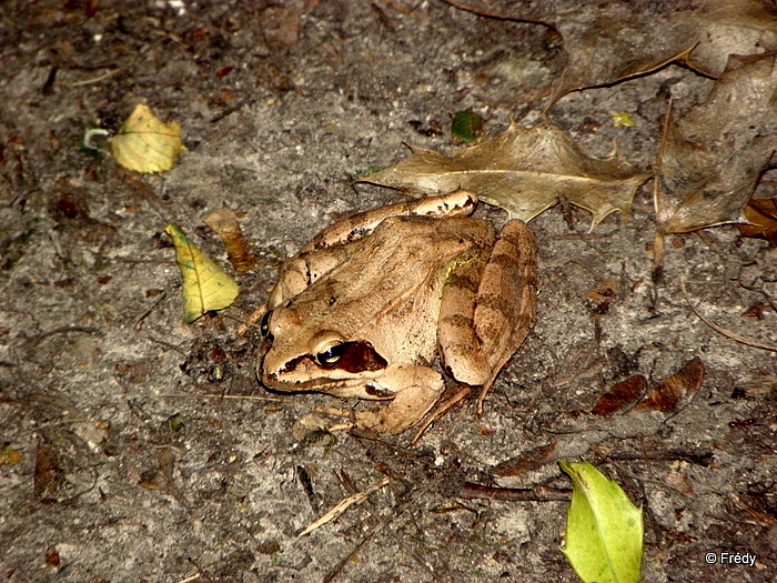 La Vallée du Guiel 20110704_019