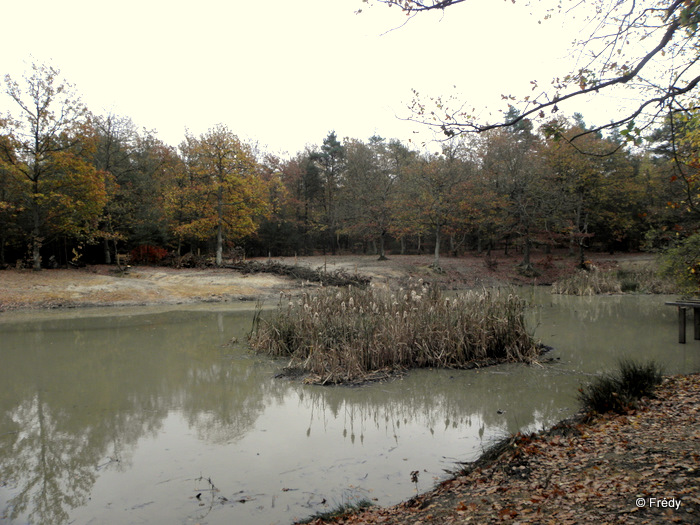 11 kilomètres en forêt d'Evreux 20111109_003