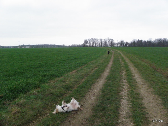 Le Sacq, Ardennes et Coulonges 20120317_011