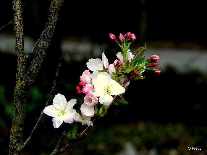 Sainte-Opportune du Bosc, écourté par la pluie 20120409_003