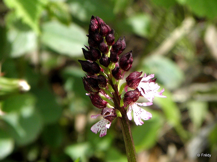 Les Andelys et Le Thuit 20120430_005