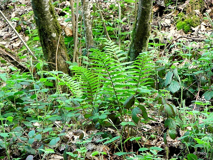 De Tourneville à Autrebosc 20120512_005