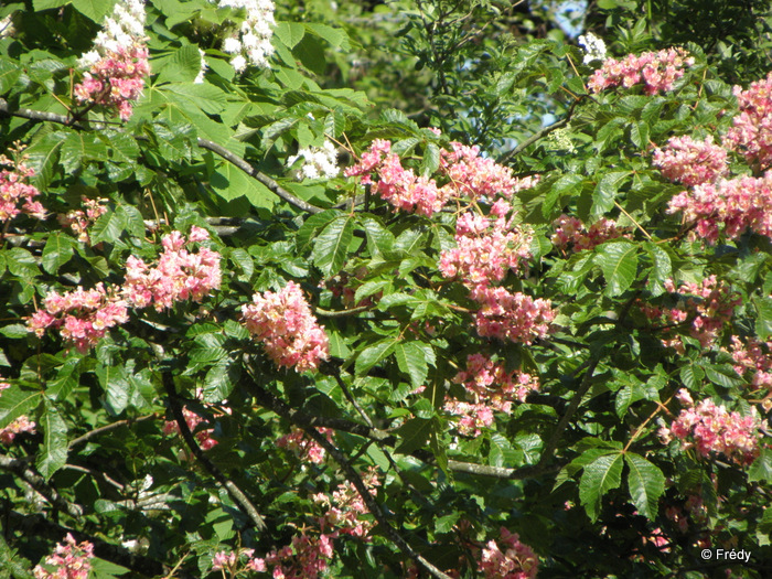 Giverny 20120514_015