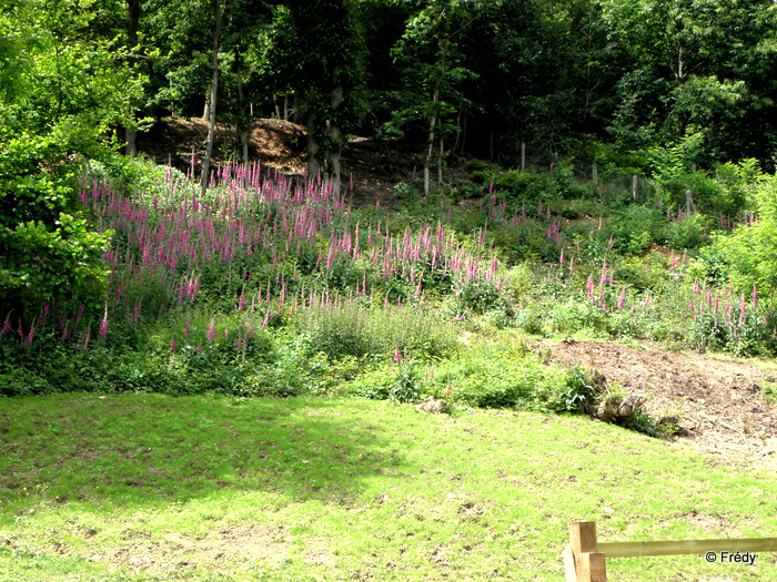 Le Sacq, Ardennes et Coulonges 20120609_003