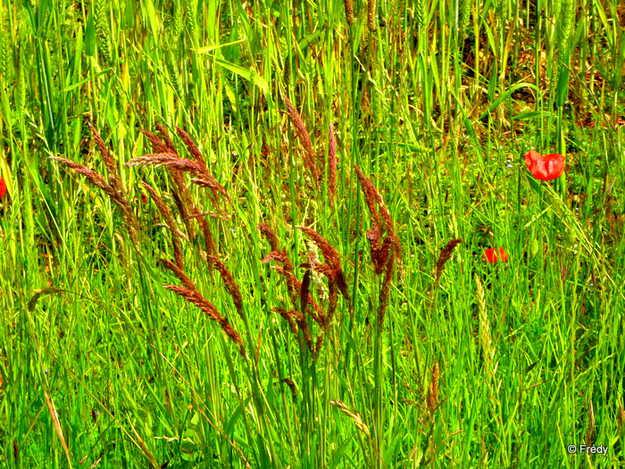 Le Sacq, Ardennes et Coulonges 20120609_016