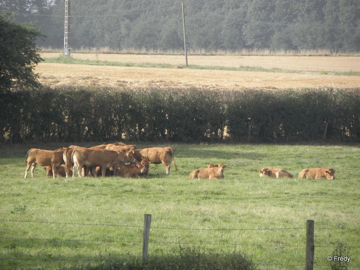 La Gaudrée, sans le château de Chambray 20120819_003