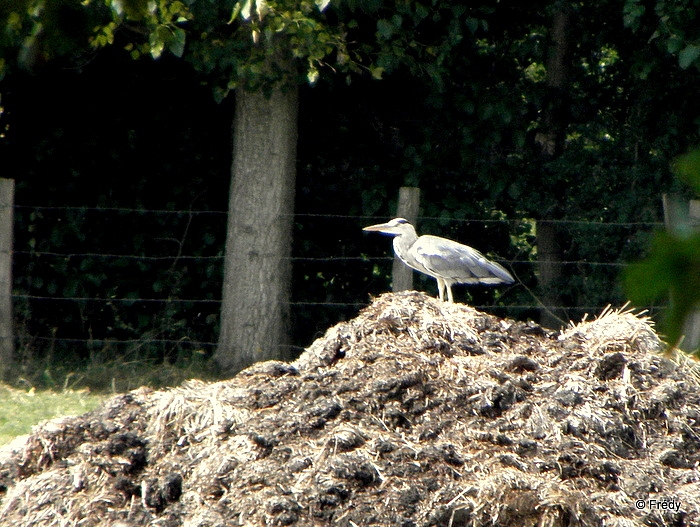 La Gaudrée, sans le château de Chambray 20120819_013