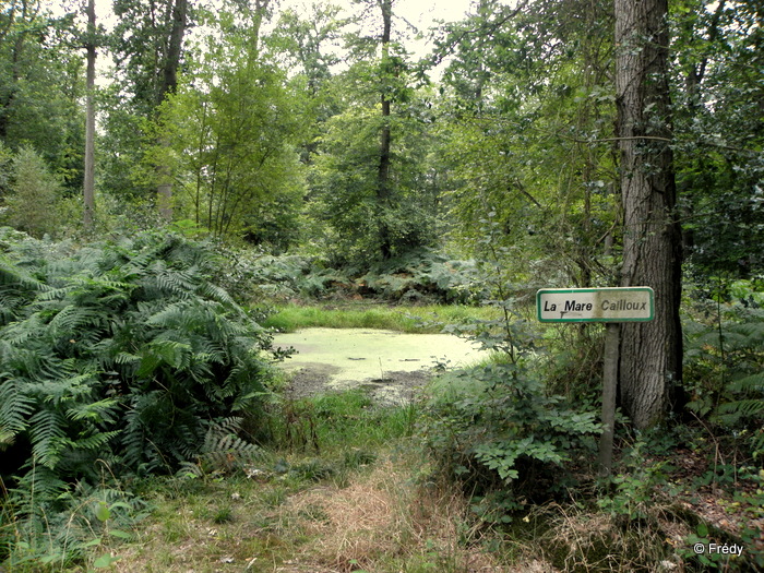 lubin - Mare Saint-Lubin 20120903_015