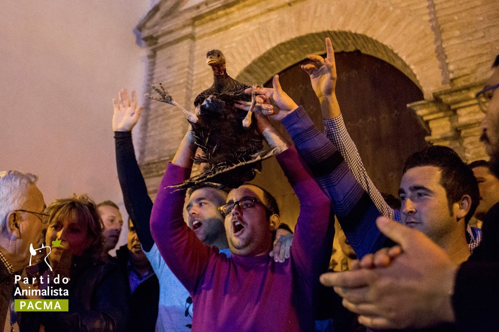 PACMA inicia campaña contra el lanzamiento de la pava en Cazalilla Cazalilla-2-1024x683