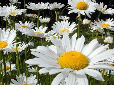 bonne fête à toutes nos mamans ! Marguerites