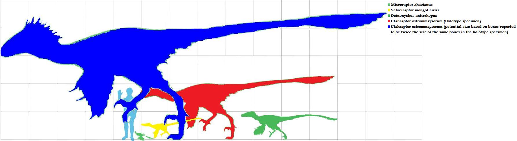 Les dinosaures Echelle-de-taille-dromaeosaurides