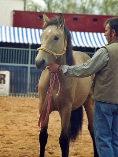 *Chevaux À Vendre* Pollen%20du%20beth