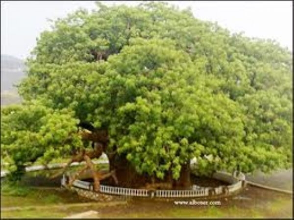 أكبر شجرة في اليمن - شجرة الغريب 02073711104323008187727381026247
