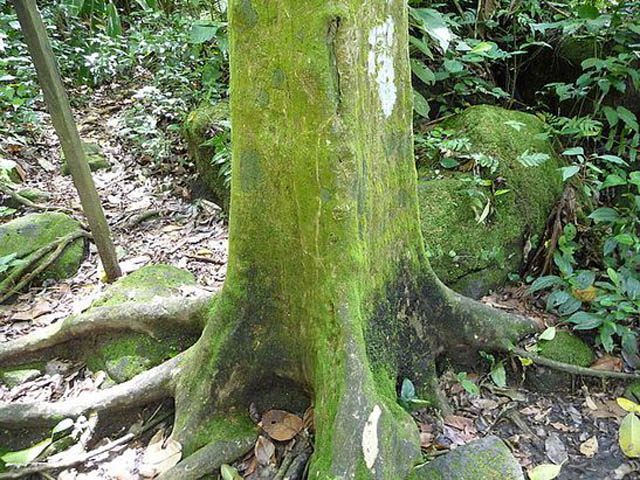 Billot maison Panama-el-valle-day-tour-square-trees