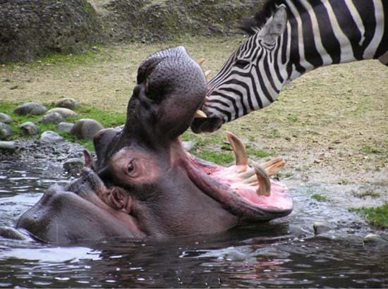 Zèbre qui se prend pour un hippopotame ou hippopotame qui se prend pour un zèbre ? B7de6f0d