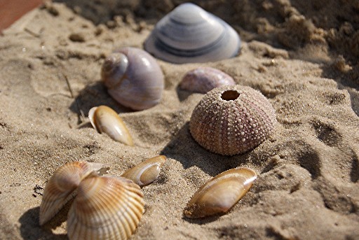 Les balades de Papounet: photos et commentaires Les-laisses-de-Mer