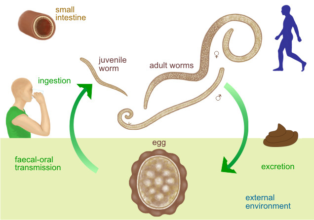 Ascaris lumbricoides Ascaris-mode