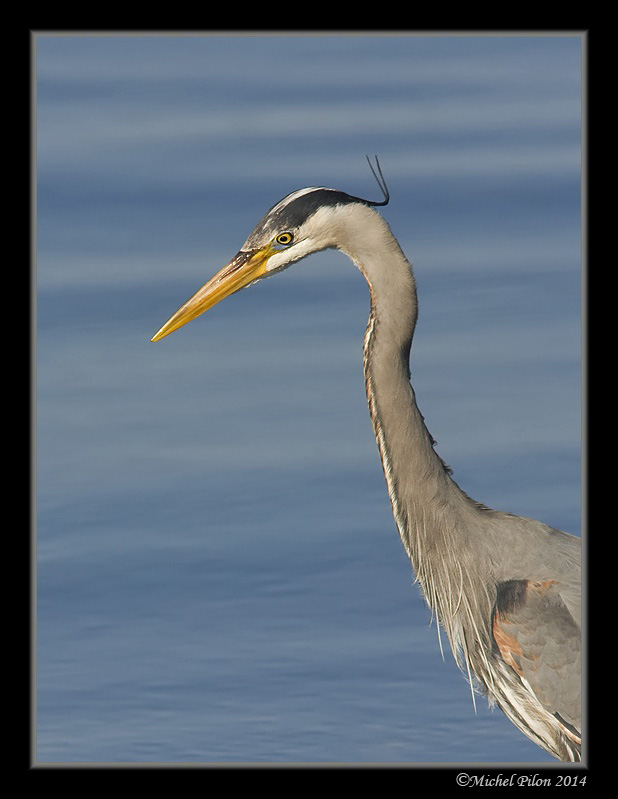 Grand Hérons au Parcs GrandHeron103