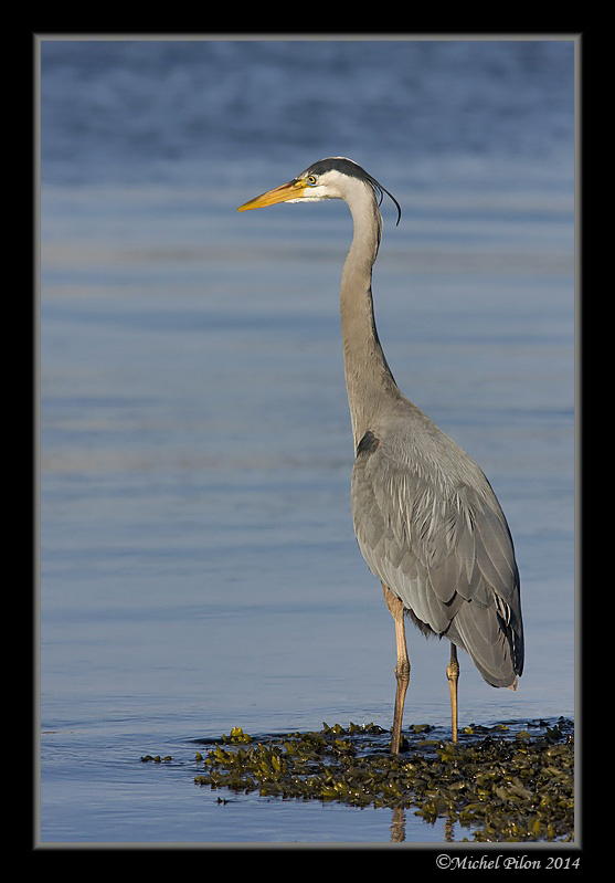 Grand Hérons au Parcs GrandHeron110