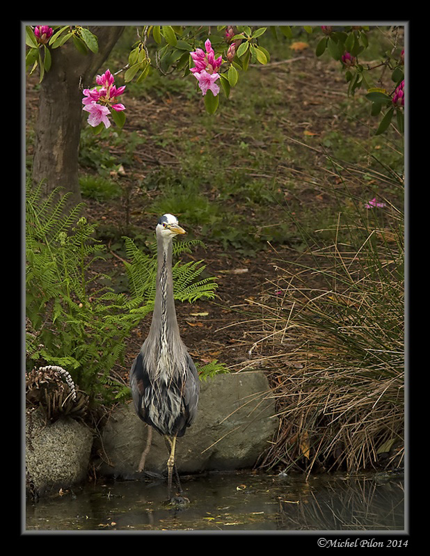 Grand Hérons au Parcs GrandHeron122