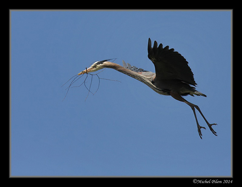 Mes dernières sur ces grands hérons GrandHeron136